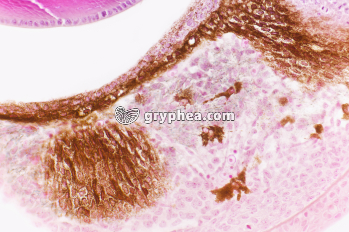 Mélanocytes de Poisson x100 - gryphea.com